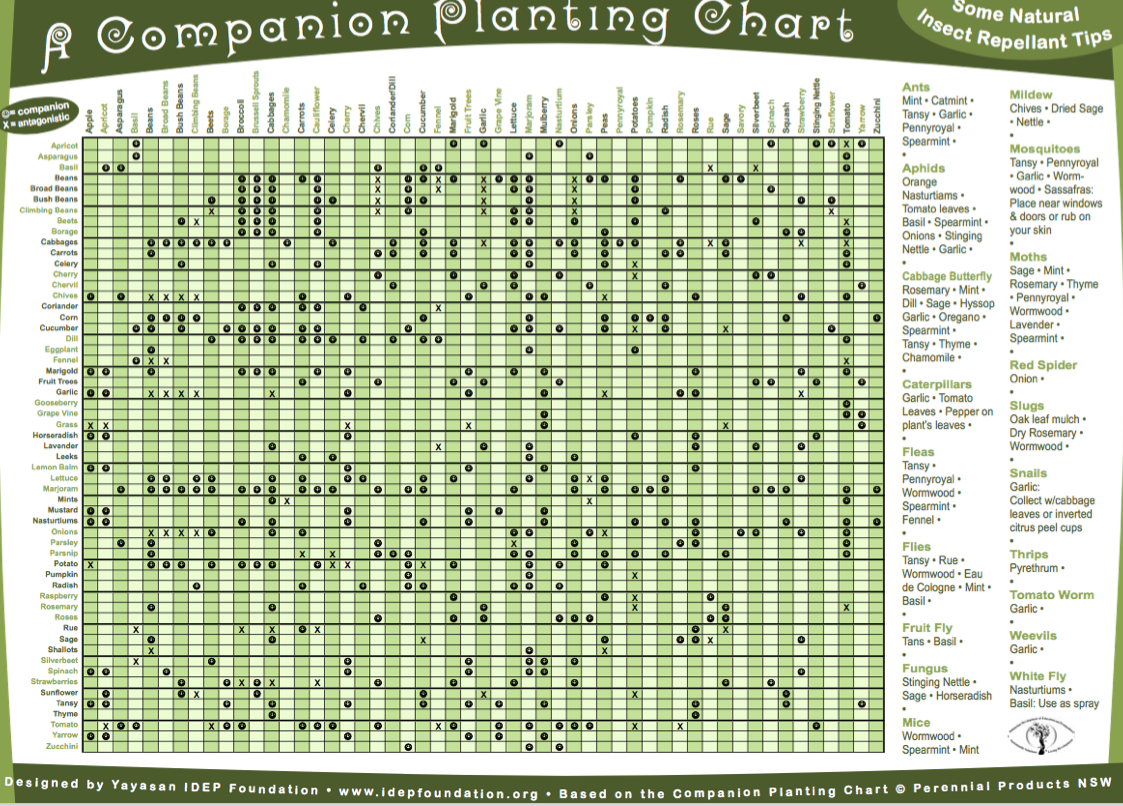 Permaculture Companion Planting Chart